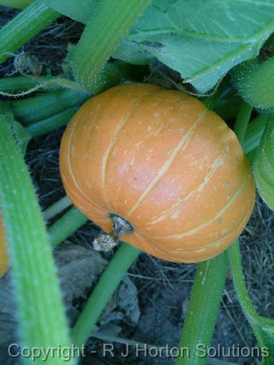 Pumpkin orange round 